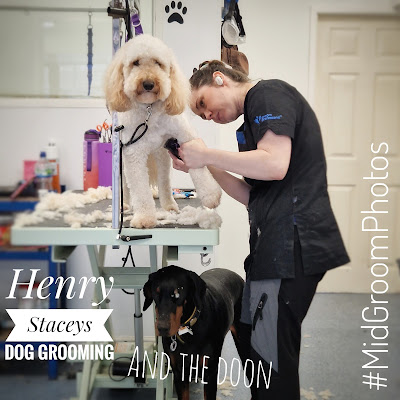 Staceys Dog Grooming