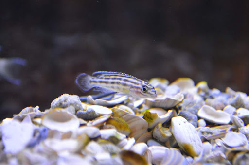 Tropical Fish Store «Aquastetics», reviews and photos, 354 E Main St, Fall River, MA 02724, USA