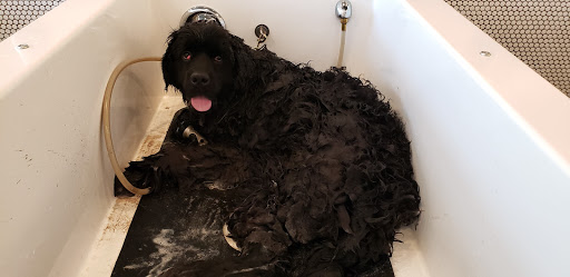 Pet Groomer «Bubbly Paws Dog Wash & Grooming», reviews and photos, 949 Grand Ave, St Paul, MN 55105, USA