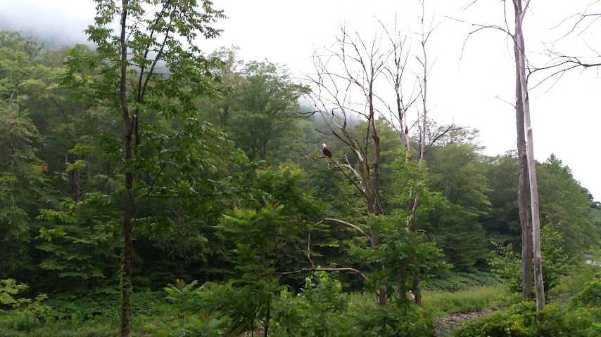 Pine Creek Rail Trail by null