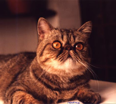 Gatos Persa, Exotico e Himalaya, BRUMA'S Cattery