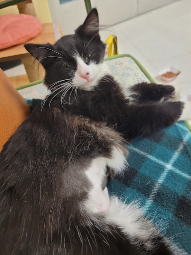 Pet Supply Store «Petco Animal Supplies», reviews and photos, 8775 SW Tualatin-Sherwood Rd, Tualatin, OR 97062, USA