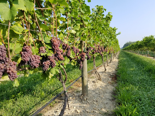 Winery «Bellview Winery», reviews and photos, 150 Atlantic St, Landisville, NJ 08326, USA