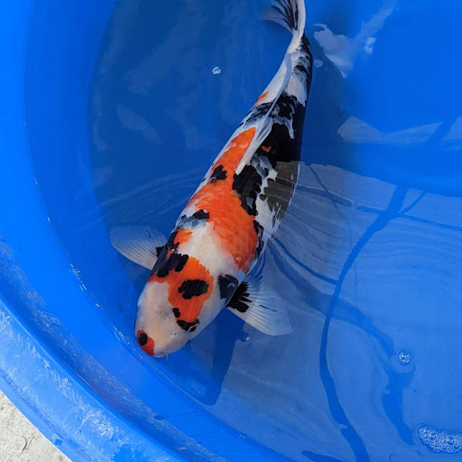 Purdin Koi Farm