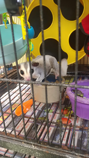 Pet Store «A Family Pet Center», reviews and photos, 6230 N Lockwood Ridge Rd, Sarasota, FL 34243, USA