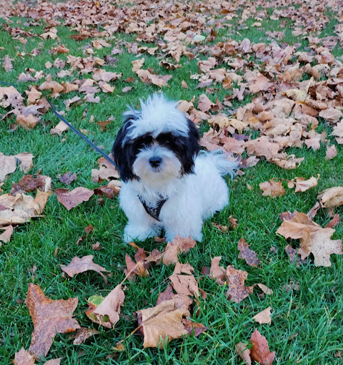 Your Pets Animal Hospital image