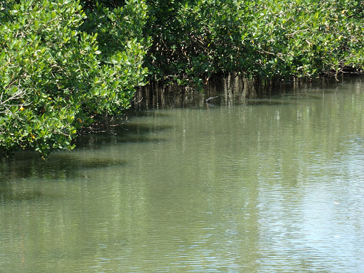 Park «Cocoa Riverfront Park», reviews and photos, 401 Riveredge Blvd, Cocoa, FL 32922, USA