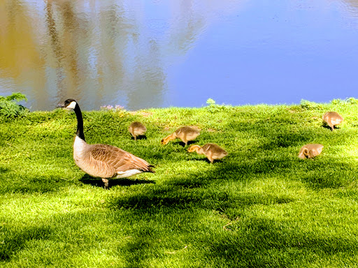 Public Golf Course «Elmwood 18 Hole Golf Course», reviews and photos, 6232 Pacific St, Omaha, NE 68106, USA