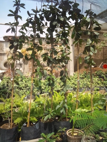 Opiniones de Mercedes Soto Garden en Lurin - Centro de jardinería