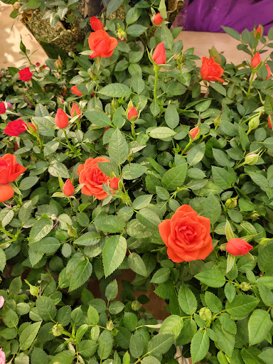 Supermarket «Super Stop & Shop», reviews and photos, 1380 Berlin Turnpike, Wethersfield, CT 06109, USA