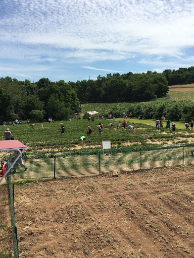 Tourist Attraction «Sunflower Maze», reviews and photos, South St, Middlefield, CT 06455, USA