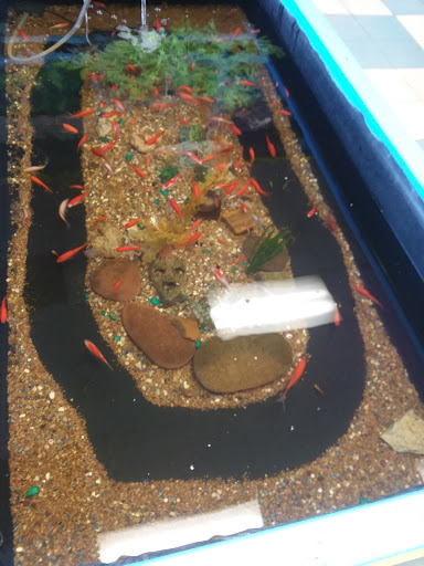 Pet Store «Fish & Pets Ranch», reviews and photos, 10100 Kleckley Dr, Houston, TX 77075, USA