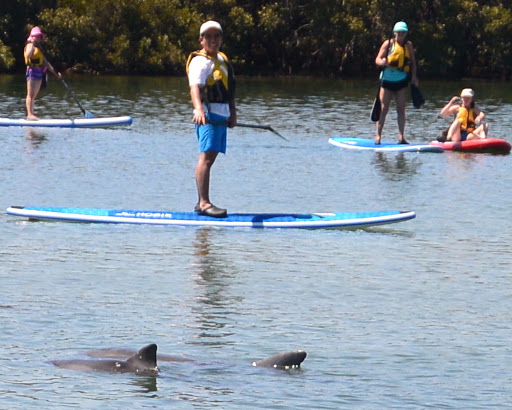 Adventure Kayaking SA| Port River Dolphins