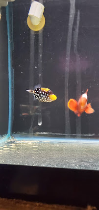 Wet Pets - Photo 8 - Car repair in Montgomery, AL, Montgomery