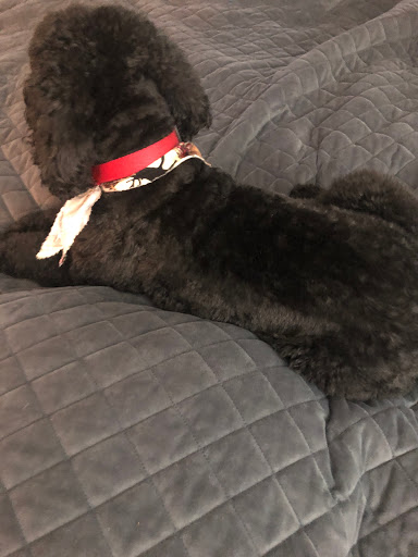 Pet Groomer «A Klassy Lassie, LLC», reviews and photos, 30 Old Jackson Rd, McDonough, GA 30252, USA