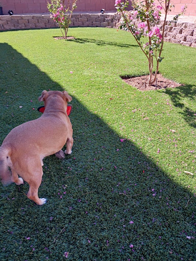 Pet Supply Store «Petco Animal Supplies», reviews and photos, 645 S Green Valley Pkwy, Henderson, NV 89052, USA