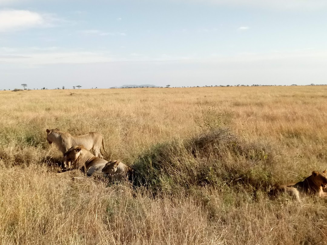 Wanyama African Safari