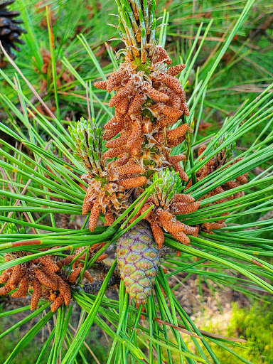 Park «Gough Park», reviews and photos, 9300 Honeygo Blvd, Perry Hall, MD 21128, USA