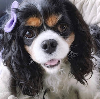 Mobile Pet Grooming Pompano Beach - Photo 8 - Car repair in , Pompano Beach