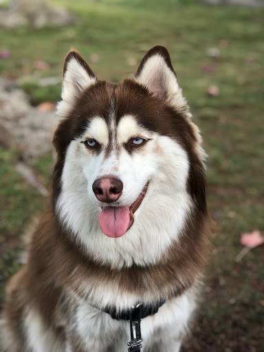 Pet Supply Store «Pet Haven», reviews and photos, 626 N Glenoaks Blvd, Burbank, CA 91502, USA