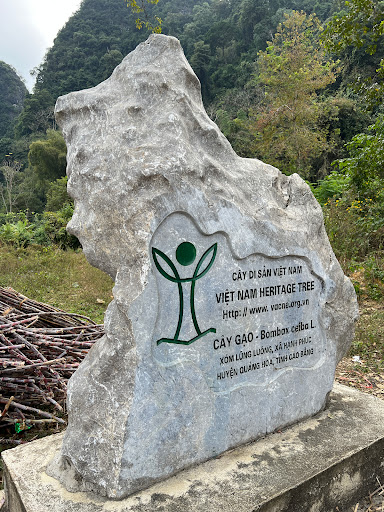 Cây Gạo di sản