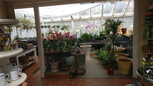 Stores to buy indoor plants London