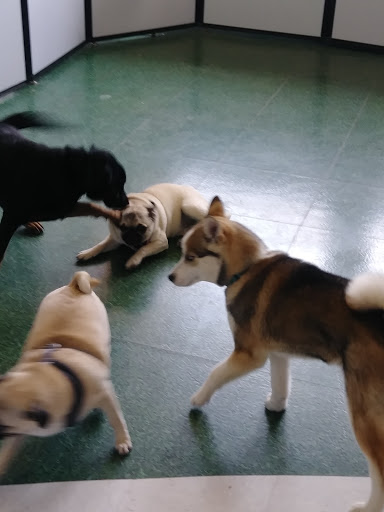 Pet Supply Store «Petco Animal Supplies», reviews and photos, 7040 Valley Creek Plaza, Woodbury, MN 55125, USA