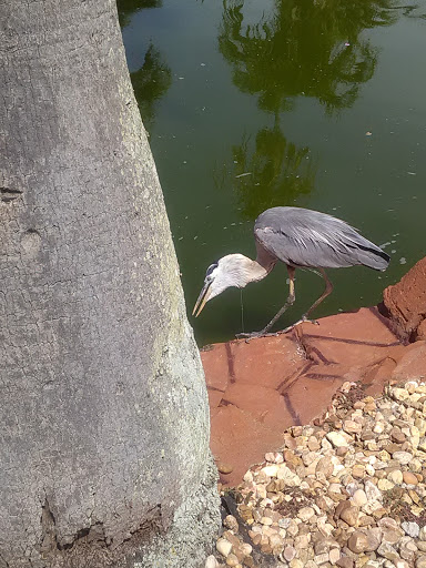 Miniature Golf Course «Golf N Gator», reviews and photos, 6355 N Atlantic Ave, Cape Canaveral, FL 32920, USA