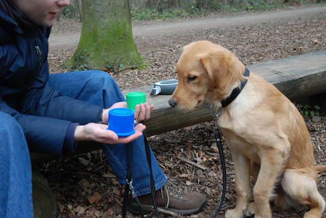 Kommentare und Rezensionen über Hundeschule Smartdog-Training