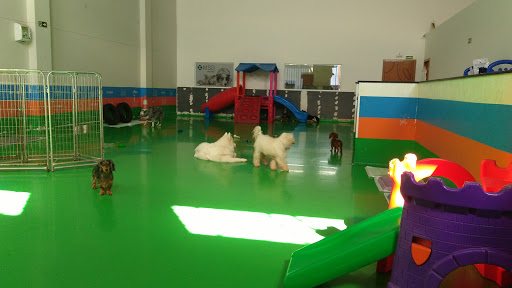Logo da empresa - Pet Creche Maringá