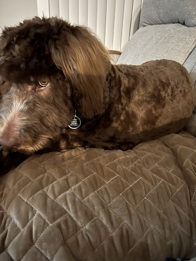 Pet Supply Store «PetSmart», reviews and photos, 316 NE 78th St, Vancouver, WA 98665, USA