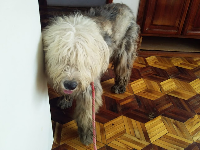 GUAU Clínica Veterinaria - Veterinario