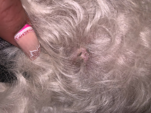 Pet Groomer «Woof Gang Bakery & Grooming Lake Nona - Retail, Grooming», reviews and photos, 10743 Narcoossee Rd, Orlando, FL 32832, USA