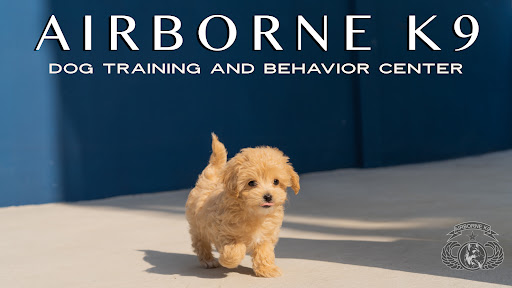 Airborne K9 Dog Training