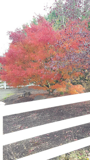 Golf Club «Stone Creek Golf Club», reviews and photos, 14603 S Stoneridge Dr, Oregon City, OR 97045, USA