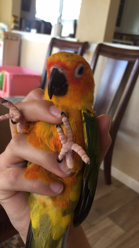 Pet Store «Pet Shoppe», reviews and photos, 2144 Springs Rd, Vallejo, CA 94591, USA