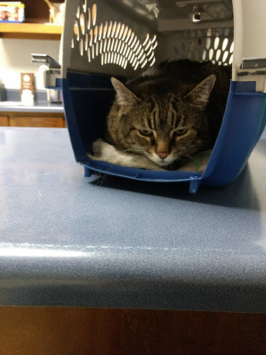 Harrogate Hospital for Animals