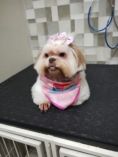 Pet & Gato Estética Animal Vila Santana São Paulo SP