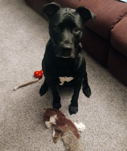 Pet Supply Store «PetSmart», reviews and photos, 8537 W Grand River Ave, Brighton, MI 48116, USA