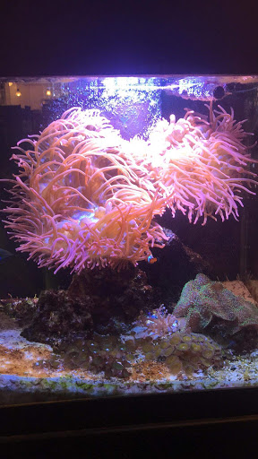 Pet Supply Store «PetSmart», reviews and photos, 3540 Youngfield St, Wheat Ridge, CO 80033, USA