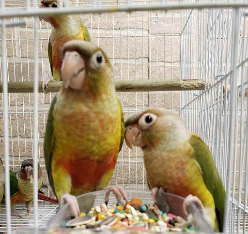 Pet Store «Louis Birds Pets & Supplies», reviews and photos, 80 Keyes St, San Jose, CA 95122, USA