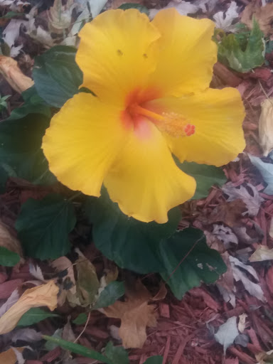 Park «Kosciuszko Park», reviews and photos, 2732 N Avers Ave, Chicago, IL 60647, USA