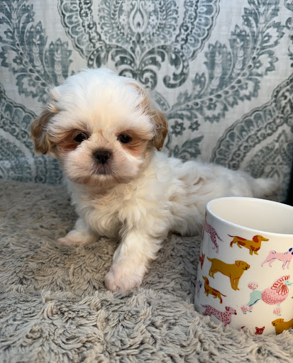 Tiny Paws - Ruckersville VA.