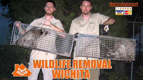  alt='I recently had to deal with an armadillo problem in my backyard and decided to call Wichita Wildlife Removal for their'