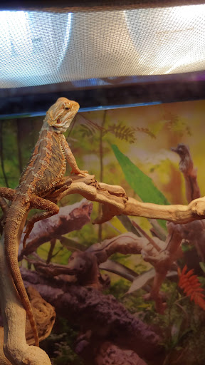 Pet Supply Store «Lacey Pet Supply», reviews and photos, 441 Lacey Rd, Forked River, NJ 08731, USA