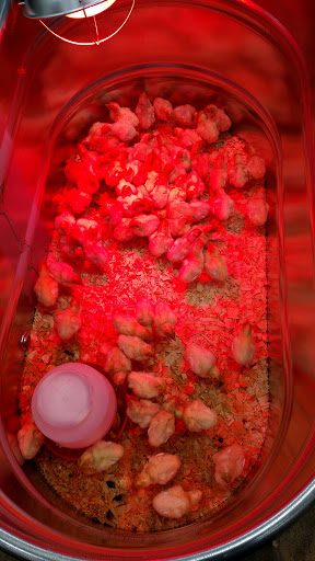 Department Store «Rural King», reviews and photos, 4000 W Bethel Ave, Muncie, IN 47304, USA