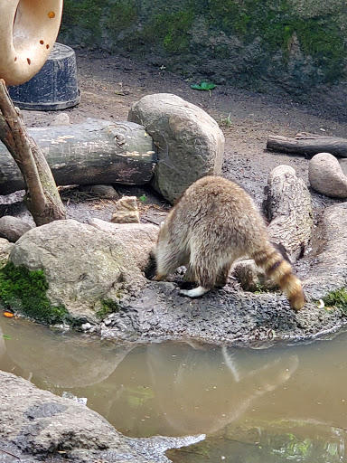 Zoo «Cosley Zoo», reviews and photos, 1356 N Gary Ave, Wheaton, IL 60187, USA