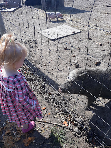 Christmas Tree Farm «Piney Acres», reviews and photos, 1115 E 1000 N, Fortville, IN 46040, USA