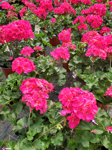 Florist «Parkview Gardens Florist & Greenhouse», reviews and photos, 1925 W Randolph St, St Charles, MO 63301, USA