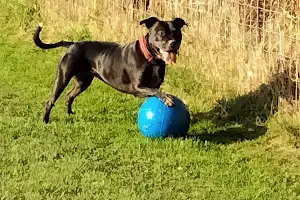 Mutts Meadow Secure Dog Walking Field image